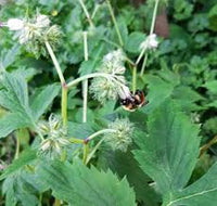 Piggyback Plant Flower seeds for Planting - Hardy Variety, Heirloom & GMO Free Seeds for Home Garden
