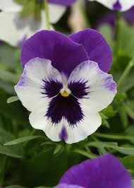 White Violet Pansy Flower Seeds for Planting – Heirloom NonGMO Organic Garden Seeds with High Germination
 
 Sale