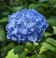 Blue Geranium Pelargonium Flower Seeds for Planting Cut Flower Favorite Heirloom & GMO Free Seeds for Home Garden
 
 Sale