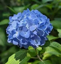 Blue Geranium Pelargonium Flower Seeds for Planting Cut Flower Favorite Heirloom & GMO Free Seeds for Home Garden
 
 Sale