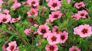 Pink Potentilla Nepalensis Flower seeds for Planting - Cut Flower Favorite, Heirloom & GMO Free Seeds for Home Garden