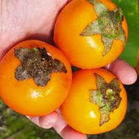 Naranjilla Fruit Seeds for Planting - Grow Exotic Fruits