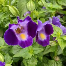 Torenia Flower seeds for Planting Colorful Display Heirloom & GMO Free Seeds for Home Garden