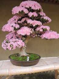 Baby Pink Simsii Bonsai Seeds for Planting Long Bloom Season Heirloom & GMO Free Seeds for Home Garden
 
 Sale