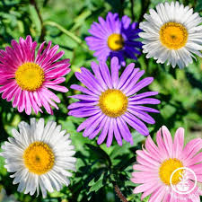 Aster Flower seeds for Planting Perfect for Borders Heirloom & GMO Free Seeds for Home Garden