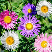 Aster Flower seeds for Planting Perfect for Borders Heirloom & GMO Free Seeds for Home Garden