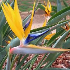 Yellow Strelitzia Reginae Flower seeds for Planting Premium Quality Heirloom & GMO Free Seeds for Home Garden