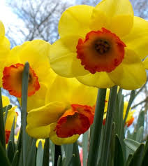 Yellow Orange Narcissus Flower Seeds for Planting Wildflower Mix Heirloom & GMO Free Seeds for Home Garden
 
 Sale