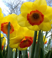 Yellow Orange Narcissus Flower Seeds for Planting Wildflower Mix Heirloom & GMO Free Seeds for Home Garden
 
 Sale