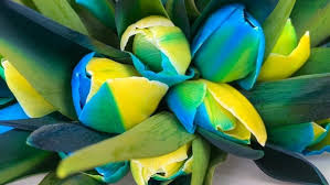 Blue Yellow Tulip Flower Seeds for Planting Colorful Display Heirloom & GMO Free Seeds for Home Garden
 
 Sale