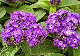 Heliotrope Flower seeds for Planting - Garden Favorite, Heirloom & GMO Free Seeds for Home Garden