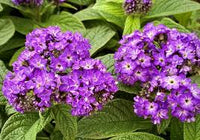 Heliotrope Flower seeds for Planting - Garden Favorite, Heirloom & GMO Free Seeds for Home Garden