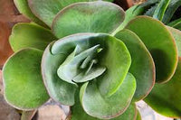 Green Kalanchoe Thyrsiflora Flower seeds for Planting - Sun Loving, Heirloom & GMO Free Seeds for Home Garden