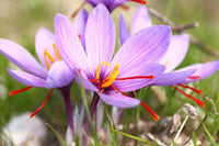Pink Crocus Flower seeds for Planting - Bright Blooms, Heirloom & GMO Free Seeds for Home Garden