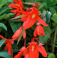 Boliviensis Flower seeds for Planting - Vibrant Colors, Heirloom & GMO Free Seeds for Home Garden