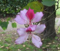 Light Pink Bauhinia Flower Seeds for Planting Garden Favorite Heirloom & GMO Free Seeds for Home Garden
 
 Sale