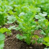 Cilantro Coriander Seeds for Planting  Grow Fresh Green Herbs