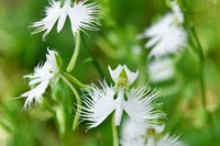 Egret Orchids Flower seeds for Planting Seasonal Bloomer Heirloom & GMO Free Seeds for Home Garden