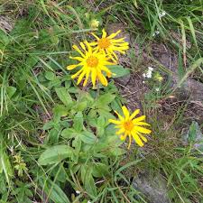 Heirloom Arnica Montana Flower seeds for Planting Seasonal Bloomer Heirloom & GMO Free Seeds for Home Garden