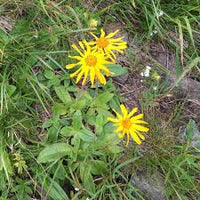 Heirloom Arnica Montana Flower seeds for Planting Seasonal Bloomer Heirloom & GMO Free Seeds for Home Garden