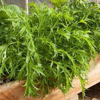 Mizuna "Baby Leaf" Seeds for Planting