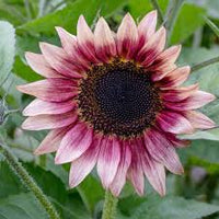 Pink White Sunflower Flower seeds for Planting - Cottage Garden Essential, Heirloom & GMO Free Seeds for Home Garden