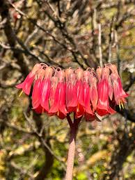 Red Chandelier Plant Seeds for Easy Planting