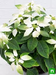 White Poinsettia Flower seeds for Planting - Hardy Variety, Heirloom & GMO Free Seeds for Home Garden