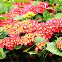 Green Red Hydrangea Flower seeds for Planting - Low Maintenance, Heirloom & GMO Free Seeds for Home Garden