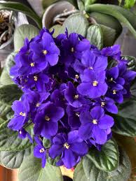 Navy Blue Mini Violet Flower Seeds for Planting Premium Quality Heirloom & GMO Free Seeds for Home Garden
 
 Sale