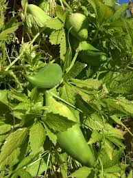 Cyclanthera Pedata Seeds - Ideal for Vegetable Planting