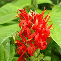 Red Pachystachys Flower seeds for Planting - Perfect for Borders, Heirloom & GMO Free Seeds for Home Garden
