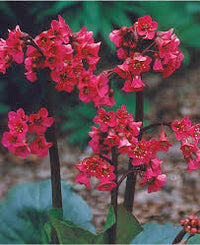 Red Bergenia Cordifolia Flower seeds for Planting - Compact Growth, Heirloom & GMO Free Seeds for Home Garden