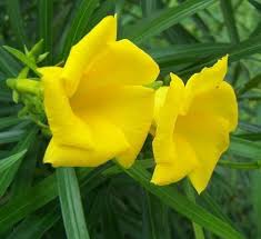 Thevetia Neriifolia Flower seeds for Planting - Fragrant Blossoms, Heirloom & GMO Free Seeds for Home Garden