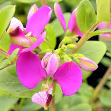 Polygala Myrtifolia Flower seeds for Planting - Hardy Variety, Heirloom & GMO Free Seeds for Home Garden