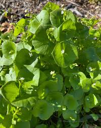 Green Claytonia Flower seeds for Planting - Cut Flower Favorite, Heirloom & GMO Free Seeds for Home Garden