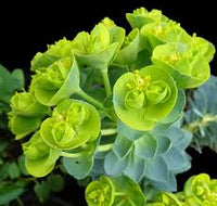 Green Euphorbia Myrsinites Flower seeds for Planting - Cut Flower Favorite, Heirloom & GMO Free Seeds for Home Garden