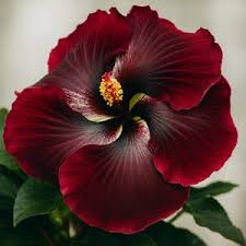 Brown Red Hibiscus Flower Seeds – Premium Quality Heirloom & NonGMO Seeds for Home Garden
 
 Sale