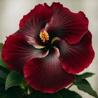 Brown Red Hibiscus Flower Seeds – Premium Quality Heirloom & NonGMO Seeds for Home Garden
 
 Sale