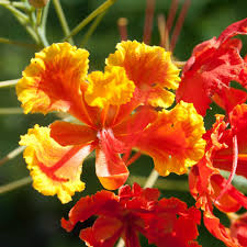 Barbados Flower seeds for Planting Perfect for Borders Heirloom & GMO Free Seeds for Home Garden