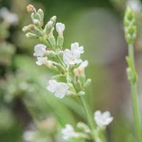 Lavender, Lacy Frills Flower seeds for Planting - Easy to Grow, Heirloom & GMO Free Seeds for Home Garden