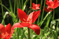 Sprengeri Flower seeds for Planting Perfect for Borders Heirloom & GMO Free Seeds for Home Garden