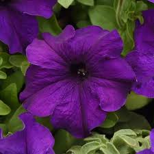 Violet Petunia Hybrida Hanging Flower Seeds for Planting Heirloom NONGMO Easy to Grow Garden Blooms   Sale