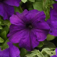 Violet Petunia Hybrida Hanging Flower Seeds for Planting Heirloom NONGMO Easy to Grow Garden Blooms   Sale