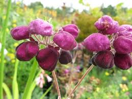 Violet Calceolaria Flower Seeds for Planting Cottage Garden Essential Heirloom & GMO Free Seeds for Home Garden
 
 Sale