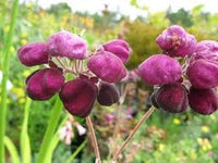 Violet Calceolaria Flower Seeds for Planting Cottage Garden Essential Heirloom & GMO Free Seeds for Home Garden
 
 Sale