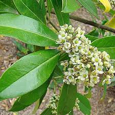 Ilex Paraguayensis Flower seeds for Planting - Sun Loving, Heirloom & GMO Free Seeds for Home Garden