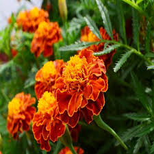 Heirloom French Marigold Flower seeds for Planting Wildflower Mix Heirloom & GMO Free Seeds for Home Garden