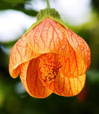 Yellow Red Abutilon Flower seeds for Planting - Low Maintenance, Heirloom & GMO Free Seeds for Home Garden