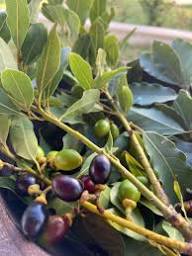 Laurus Nobilis Seeds for Planting  Green Bay Laurel Plant